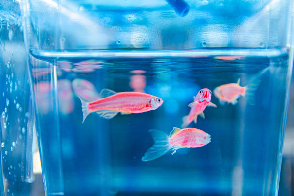 Челябинские химики тестируют антидепрессанты на печальных рыбках для разработки новых лекарств Челябинские химики тестируют антидепрессанты на печальных рыбках для разработки новых лекарств