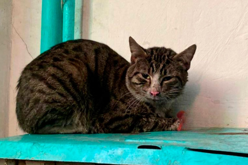 В Карачаево-Черкесии коты опрокинули кулер и устроили пожар в квартире | Коты устроили пожар в квартире в Черкесске В Карачаево-Черкесии коты опрокинули кулер и устроили пожар в квартире | Коты устроили пожар в квартире в Черкесске