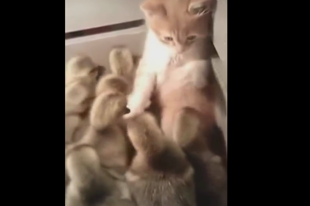 Видео о дружбе котенка и утят набирает популярность на YouTube Видео о дружбе котенка и утят набирает популярность на YouTube