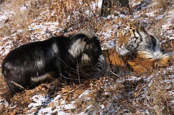 Эдгард Запашный: Угроза, что Амур съест Тимура, очень высока Эдгард Запашный: Угроза, что Амур съест Тимура, очень высока