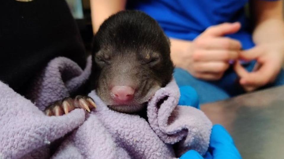 Пес принес из леса милое животное, которое оказалось опасным хищником Пес принес из леса милое животное, которое оказалось опасным хищником