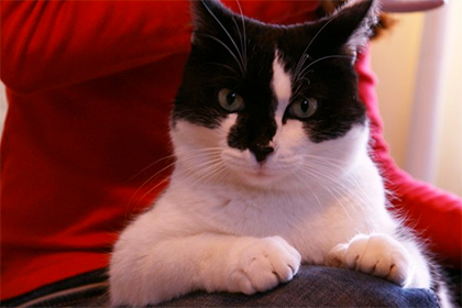 В Новосибирске выбрали кота, который откроет новый корпус НГУ В Новосибирске выбрали кота, который откроет новый корпус НГУ