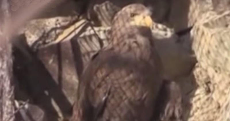 «Жена высиживает яйца, а мужик ейный летает вокруг». И это спасло уральский лес от вырубки! «Жена высиживает яйца, а мужик ейный летает вокруг». И это спасло уральский лес от вырубки!