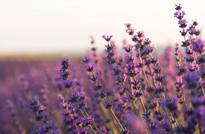 Секрет древнего растения против тревоги и плохого настроения | Как эфирное масло лаванды помогает бороться с тревогой Секрет древнего растения против тревоги и плохого настроения | Как эфирное масло лаванды помогает бороться с тревогой
