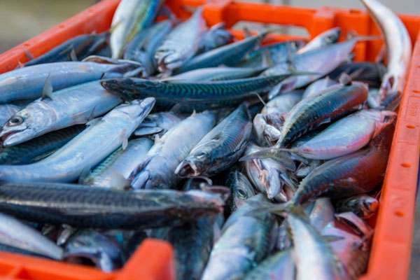 Nature Food: дешевая рыба, которой кормят лосося, оказалась полезнее, чем он сам | Два вида дешевой рыбы оказались многократно полезнее форели и лосося Nature Food: дешевая рыба, которой кормят лосося, оказалась полезнее, чем он сам | Два вида дешевой рыбы оказались многократно полезнее форели и лосося