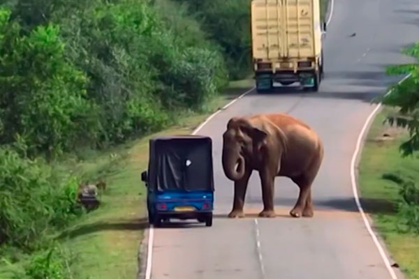 «Слон-вымогатель» напал на туристок: как встреча с дикой природой закончилась повреждением машины | На Шри-Ланке слон напал на россиянок и разбил окно машины «Слон-вымогатель» напал на туристок: как встреча с дикой природой закончилась повреждением машины | На Шри-Ланке слон напал на россиянок и разбил окно машины