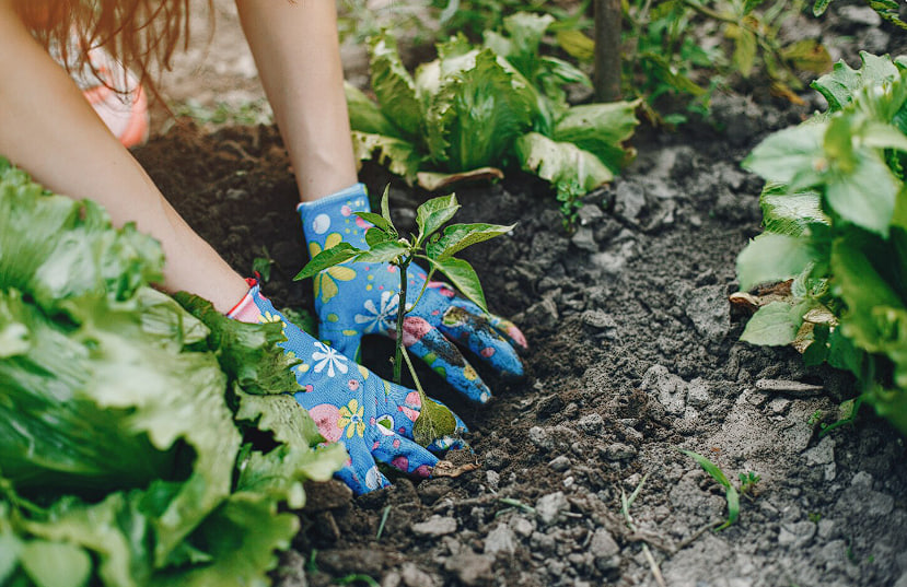 Вы сажаете огород неправильно — из-за этого теряете до 50% урожая: проверьте свои грядки Вы сажаете огород неправильно — из-за этого теряете до 50% урожая: проверьте свои грядки