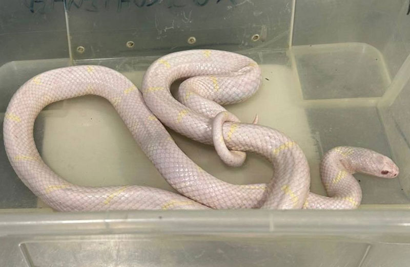 В Петербурге изъяли змей у предпринимателей, устраивавших нелегальные фотосессии рядом с зоопарком | Фотосессии с измученными змеями у зоопарка Петербурга: прокуратура вышла на след живодёров