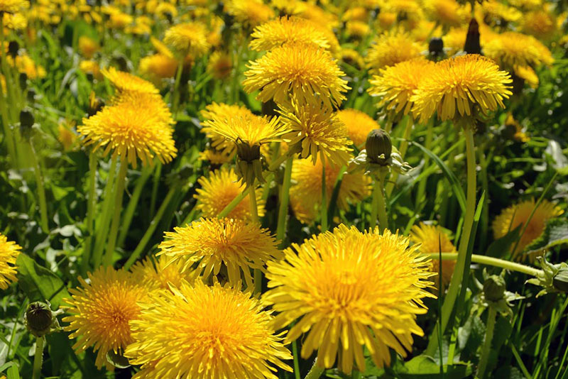 Секрет укрепления иммунитета: полезные продукты, клетчатка и правильное питание | Врач Каневская посоветовала есть одуванчики для укрепления иммунитета Секрет укрепления иммунитета: полезные продукты, клетчатка и правильное питание | Врач Каневская посоветовала есть одуванчики для укрепления иммунитета