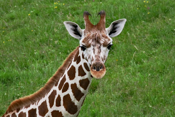 Маленький жираф погиб в зоопарке, сломав себе шею от испуга | Трагическая потеря: гибель детеныша жирафа в зоопарке Майами