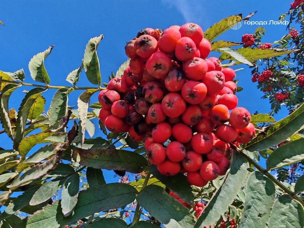 18 сентября — Кумохин день: запреты и народные приметы | Кумохин день: что строго запрещено делать 18 сентября 18 сентября — Кумохин день: запреты и народные приметы | Кумохин день: что строго запрещено делать 18 сентября
