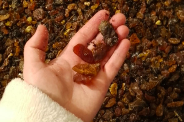 Жительница Калининграда набрала на пляже полведра янтаря