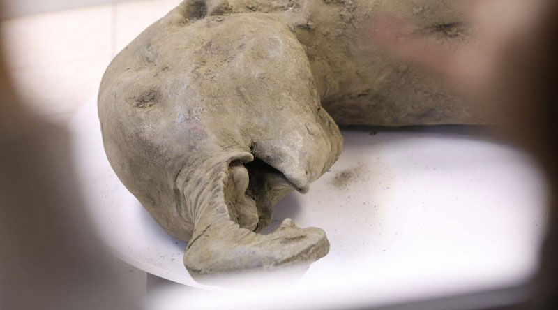 Российские и зарубежные генетики обнаружили древнюю бактерию Erysipelothrix в зубе мамонта | Учёные нашли ДНК древней бактерии в зубе мамонта возрастом 1,1 миллиона лет Российские и зарубежные генетики обнаружили древнюю бактерию Erysipelothrix в зубе мамонта | Учёные нашли ДНК древней бактерии в зубе мамонта возрастом 1,1 миллиона лет