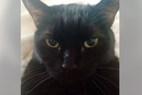 Матерящегося кота в Новосибирской области решили продать за 17 миллионов рублей | Матерящегося кота за 17 миллионов выставили на продажу в России Матерящегося кота в Новосибирской области решили продать за 17 миллионов рублей | Матерящегося кота за 17 миллионов выставили на продажу в России