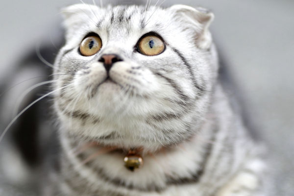 РЖД разнообразит опции для пассажиров: в мобильном приложении появилась возможность указать кличку и вид питомца при покупке билета | В РЖД ввели опцию указать кличку и вид питомца при покупке билета РЖД разнообразит опции для пассажиров: в мобильном приложении появилась возможность указать кличку и вид питомца при покупке билета | В РЖД ввели опцию указать кличку и вид питомца при покупке билета