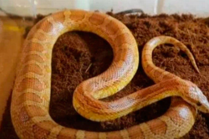 «Сюрприз в ванной: я просто бросила зубную щётку!» — Жительница Балашихи нашла маисового полоза в своей квартире | В Балашихе жительница обнаружила змею в ванной комнате «Сюрприз в ванной: я просто бросила зубную щётку!» — Жительница Балашихи нашла маисового полоза в своей квартире | В Балашихе жительница обнаружила змею в ванной комнате