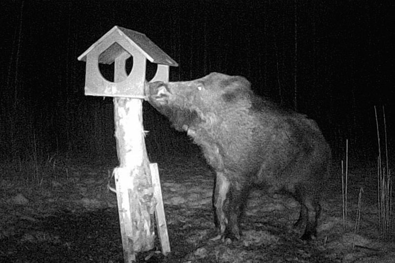 Лесной Пумба устроил ночные пиршества и испортил кормушки для птиц! | В Петербурге кабан Филимон продолжает вандалить кормушки Лесной Пумба устроил ночные пиршества и испортил кормушки для птиц! | В Петербурге кабан Филимон продолжает вандалить кормушки