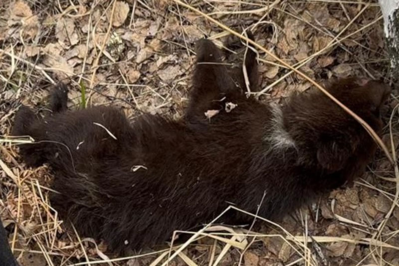 Более 50 клещей сняли с тела умирающего медвежонка волонтёры под Новосибирском | Волонтёры спасли умирающего медвежонка под Новосибирском Более 50 клещей сняли с тела умирающего медвежонка волонтёры под Новосибирском | Волонтёры спасли умирающего медвежонка под Новосибирском