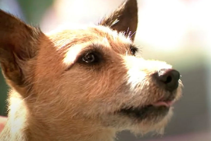 Преданность без границ: белая собака Ася ждала своего хозяина у столба, «Он не оставит меня!» | Собака из Петербурга ждала хозяина у столба после его госпитализации