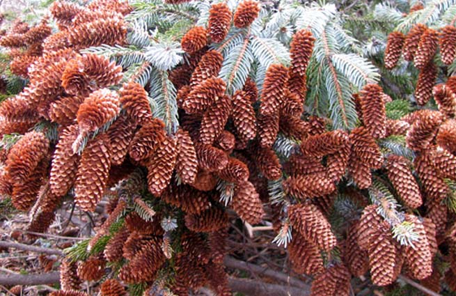 Россияне в кризис собрали рекордный урожай шишек Россияне в кризис собрали рекордный урожай шишек