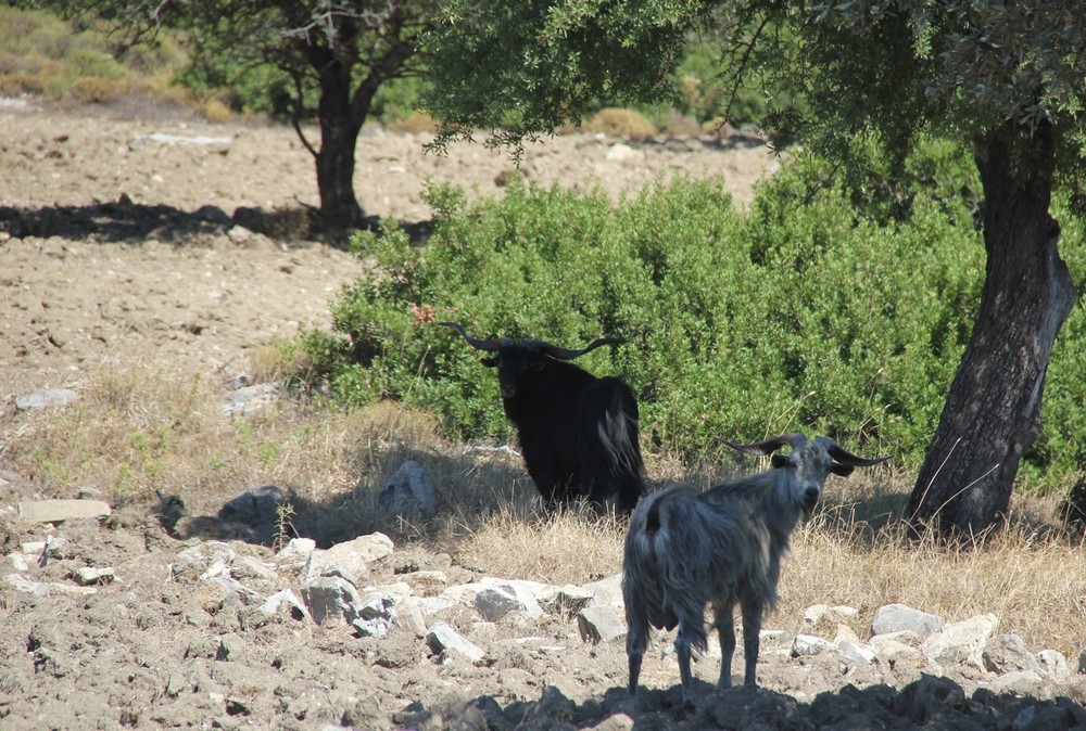 От козлов до пятнистых оленей: радостные встречи, которые не предугадать