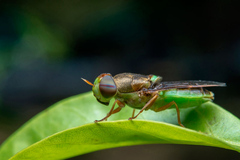 Экзотическая пища: стоит ли пробовать личинок и жареных кузнечиков Экзотическая пища: стоит ли пробовать личинок и жареных кузнечиков