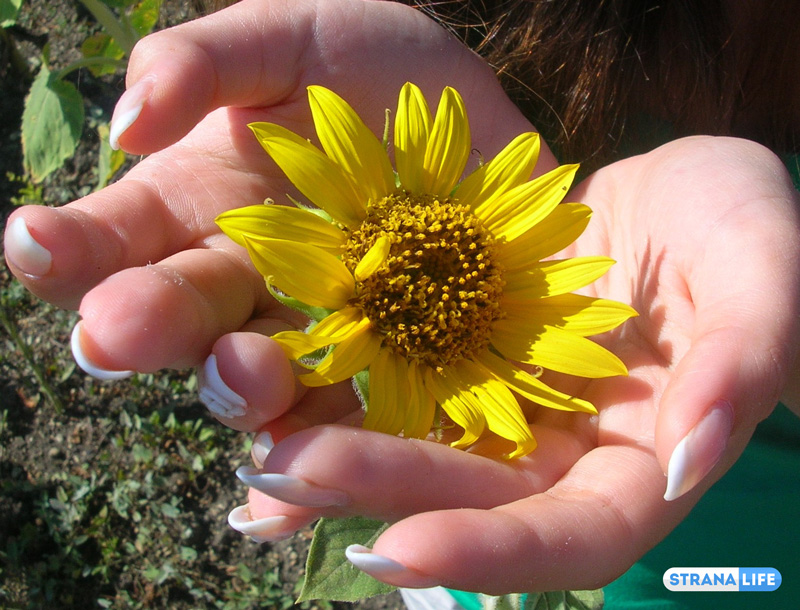 Подсолнечные поля юга России – повод для селфи и место для туалета Подсолнечные поля юга России – повод для селфи и место для туалета