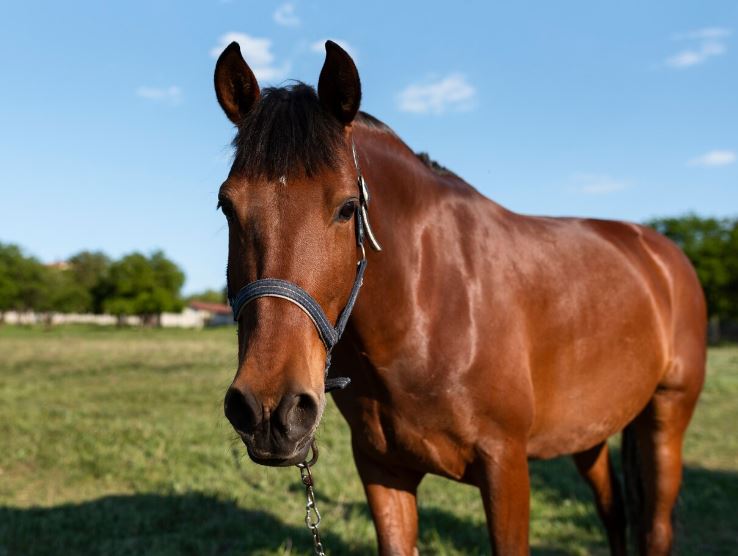 14-летняя девочка впала в кому после падения с лошади во время съемки сторис   | Школьница пострадала при падении с лошади в Серпухове  