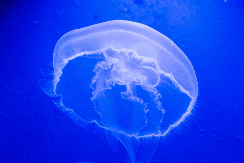 Опасные медузы на пляжах Туниса испортили отдых российским туристам: что известно | Туристы в Тунисе сталкиваются с атакой медуз