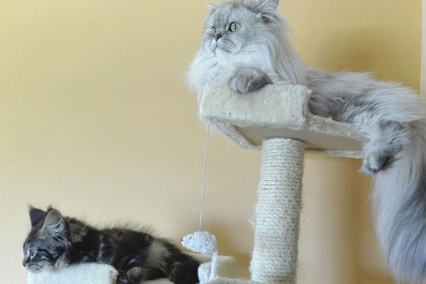 Семь персидских котов получили в наследство от своей хозяйки шикарный дом и богатую денежную ренту Семь персидских котов получили в наследство от своей хозяйки шикарный дом и богатую денежную ренту