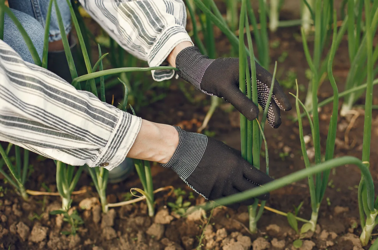 Перестала терять урожай лука из-за стрелок — всего несколько простых изменений весной полностью изменили результат Перестала терять урожай лука из-за стрелок — всего несколько простых изменений весной полностью изменили результат