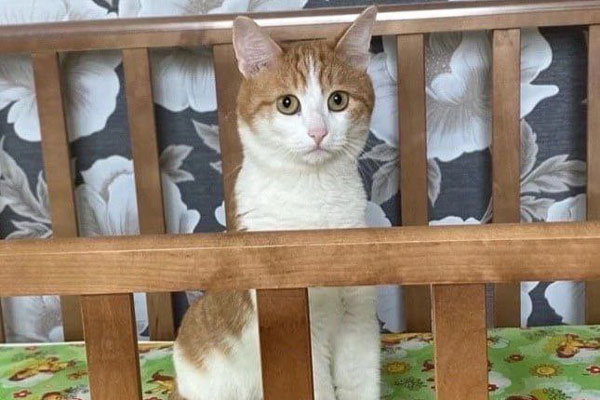 РЖД запретит проводникам высаживать животных из поезда после смерти кота Твикса