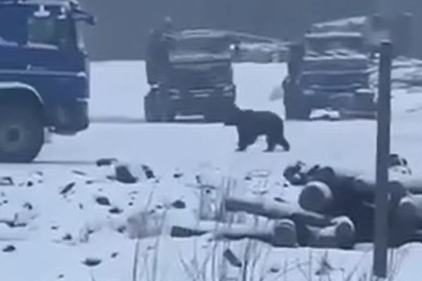 В Якутии медведь напал на вахтовиков, мужчин экстренно госпитализировали В Якутии медведь напал на вахтовиков, мужчин экстренно госпитализировали