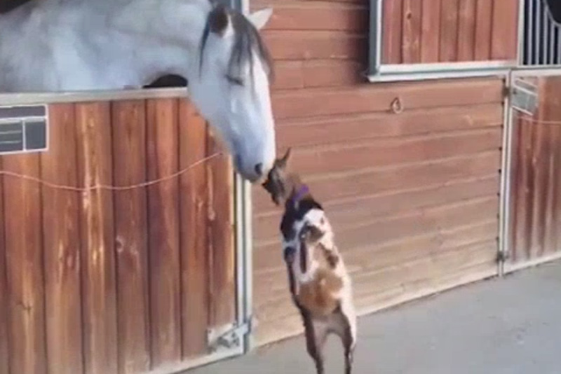 Задиристая маленькая козочка покорила сердца пользователей Интернета Задиристая маленькая козочка покорила сердца пользователей Интернета