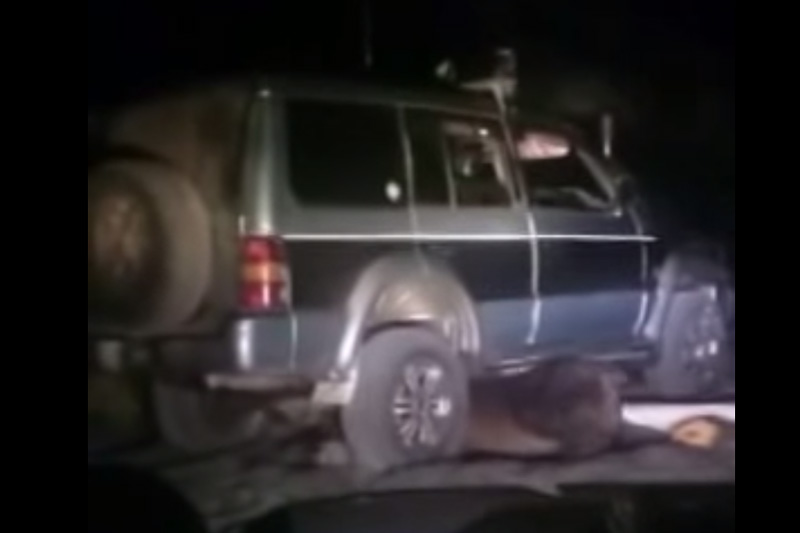 На Сахалине под суд отправили мужчину, издевавшегося над медведем На Сахалине под суд отправили мужчину, издевавшегося над медведем