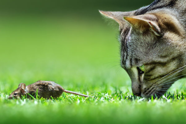 В Турции захотели выслать в Париж «армию кошек и собак» для уничтожения крыс