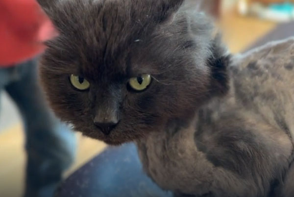 Жительница Мичигана нашла своего кота Бадди, сбежавшего от неё три года назад | Девушка нашла своего кота, сбежавшего три года назад Жительница Мичигана нашла своего кота Бадди, сбежавшего от неё три года назад | Девушка нашла своего кота, сбежавшего три года назад