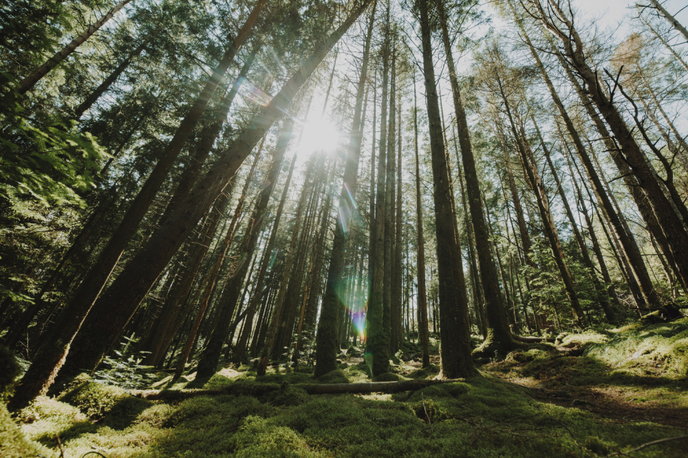 В лесу Нижегородской области нашли мёртвым пропавшего экс-председателя суда | Экс-председателя нижегородского суда нашли мёртвым в лесу В лесу Нижегородской области нашли мёртвым пропавшего экс-председателя суда | Экс-председателя нижегородского суда нашли мёртвым в лесу