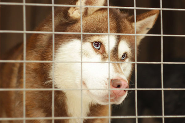 В Оренбурге эвакуировали всех хаски из затопленного питомника на пляже «Волна» | В Оренбурге спасли всех хаски из затопленного питомника В Оренбурге эвакуировали всех хаски из затопленного питомника на пляже «Волна» | В Оренбурге спасли всех хаски из затопленного питомника