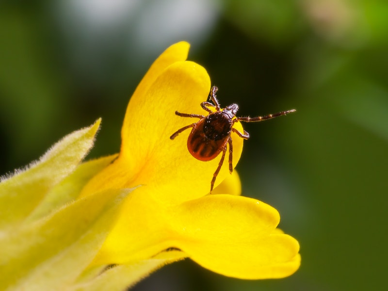 Энцефалитный клещ: важность мер профилактики и лечения | Вирусолог: после укуса энцефалитного клеща есть 7‑10 дней для принятия мер Энцефалитный клещ: важность мер профилактики и лечения | Вирусолог: после укуса энцефалитного клеща есть 7‑10 дней для принятия мер