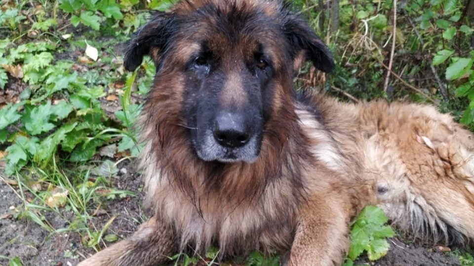 Похороненная заживо собака выбралась из могилы и пошла домой Похороненная заживо собака выбралась из могилы и пошла домой