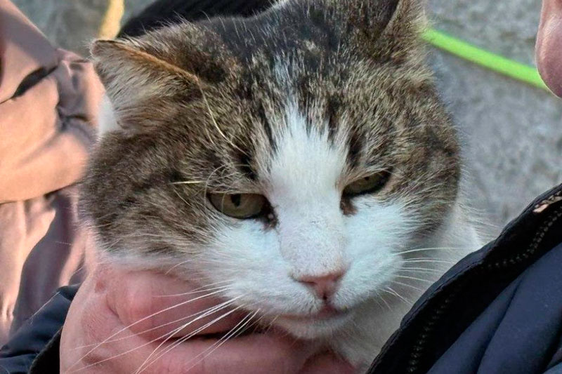 Сбросившего кошку Мусю со скалы в Крыму туриста поместили в медучреждение | Сбросившего кошку Мусю со скалы в Крыму туриста отдали врачам