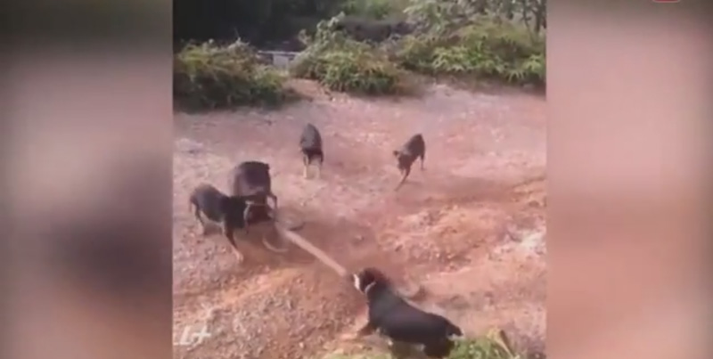 Схватку гигантской кобры со стаей собак сняли на видео в Таиланде