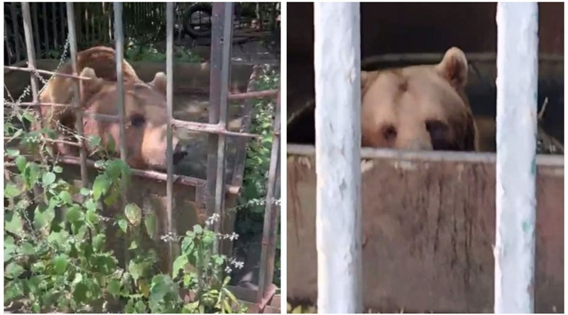 Медведь в заточении: туристы в Абхазии заступаются за беззащитное животное | Туристы разоблачили жестокое обращение с медведем в Абхазии Медведь в заточении: туристы в Абхазии заступаются за беззащитное животное | Туристы разоблачили жестокое обращение с медведем в Абхазии