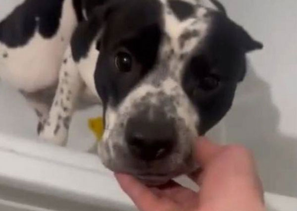 Волонтеры забрали у москвича собаку, просидевшую 10 дней без еды и воды | Москвич избил собаку и запер в квартире на 1,5 недели без еды и воды