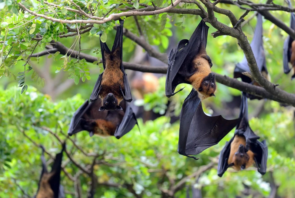 Новый смертельный вирус в Индии: что нужно знать о Нипах | В Индии зафиксировали случаи заражения вирусом Нипах Новый смертельный вирус в Индии: что нужно знать о Нипах | В Индии зафиксировали случаи заражения вирусом Нипах