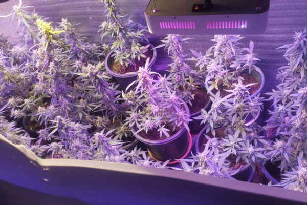 «Как в фильмах Гая Ричи»: житель Оренбурга создал плантацию конопли в маминой квартире «Как в фильмах Гая Ричи»: житель Оренбурга создал плантацию конопли в маминой квартире