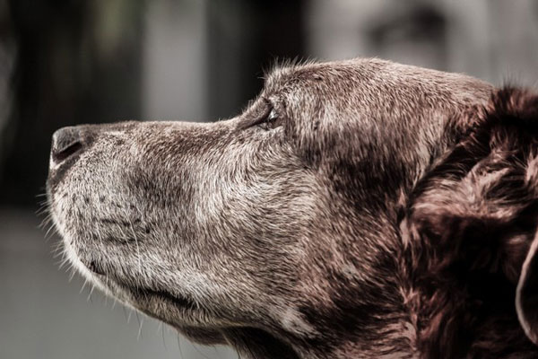 «Эй, пёс!» Россиянин получил переломы за обращение к собаке