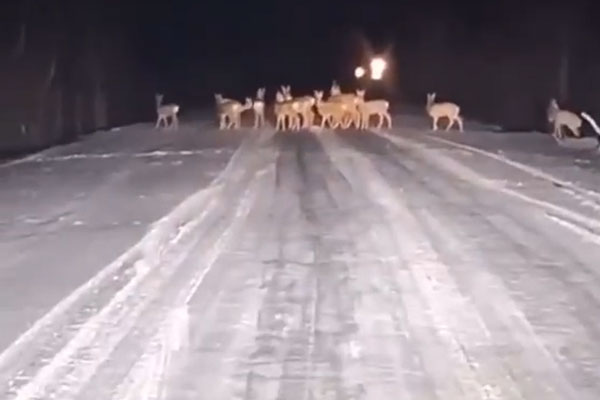 Нашествие косуль в Омске: причины и последствия