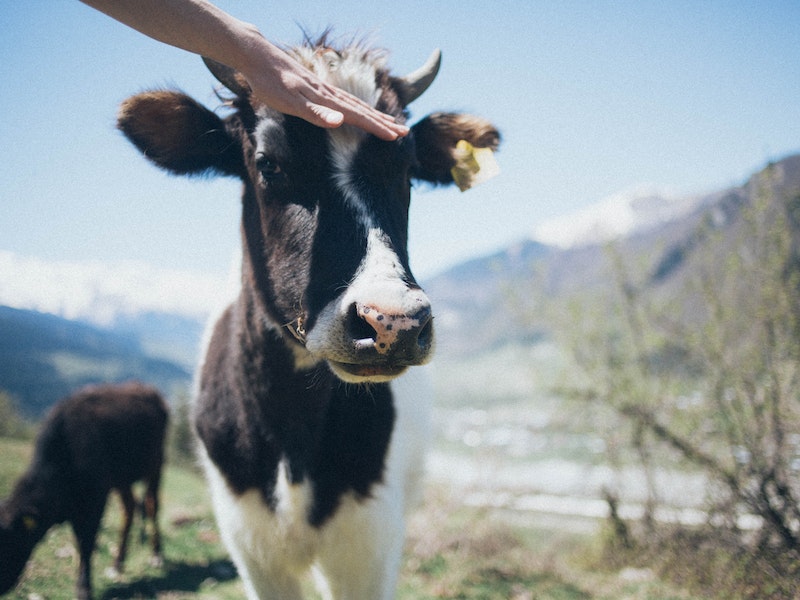 Едущих в Турцию россиян предупредили об угрозе заражения ящуром | Инфекционист Турская предупредила туристов об опасности ящура в Турции Едущих в Турцию россиян предупредили об угрозе заражения ящуром | Инфекционист Турская предупредила туристов об опасности ящура в Турции